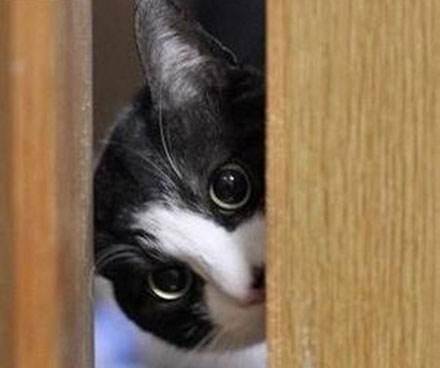 怪癖|好尴尬！我家猫又来偷窥自己上厕所了