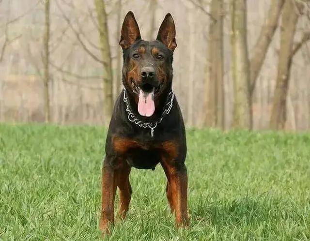 你以为中国本土品种只有中华田园犬?这种狗,身价万元以上