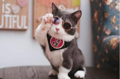 怎么看小猫是不是瘦 d4d5e56ad11e4930aa99ef59f6e5f23a.jpeg