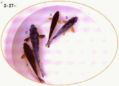 怎么养鱼不会生病 2a36c7f86f9c46869b5ce1cd603d74d8.jpeg