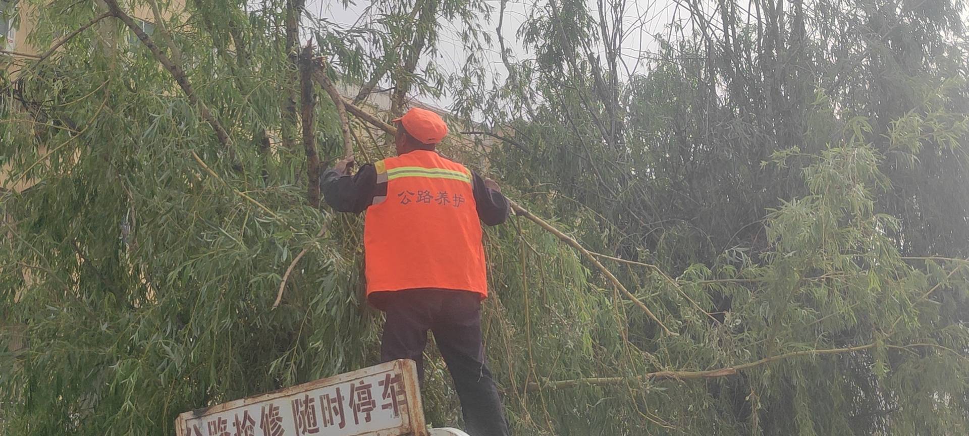 绿化树木修剪规范和养护质量要求标准