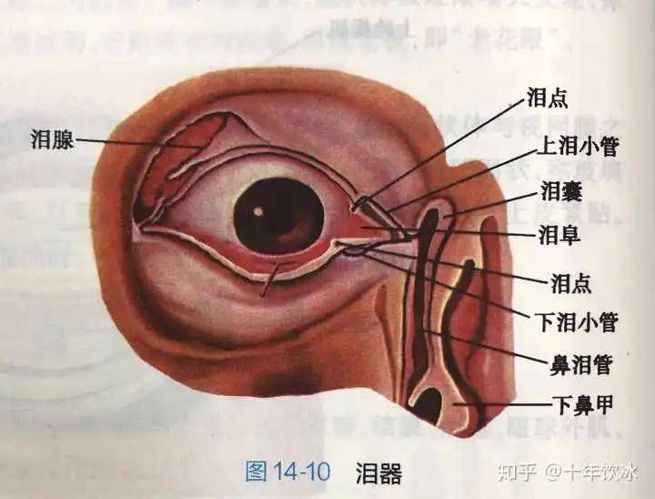 為什麼有的人滴眼藥水,嗓子會苦苦的?