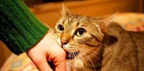猫牙齿断了怎么办