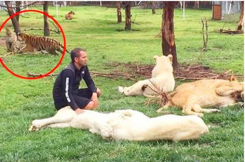 動物園豹子想偷襲飼養員，被老虎半路攔截，下一秒發生的事笑噴 萌趣萌寵 第3张