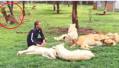 動物園豹子想偷襲飼養員，被老虎半路攔截，下一秒發生的事笑噴 萌趣萌寵 第4张