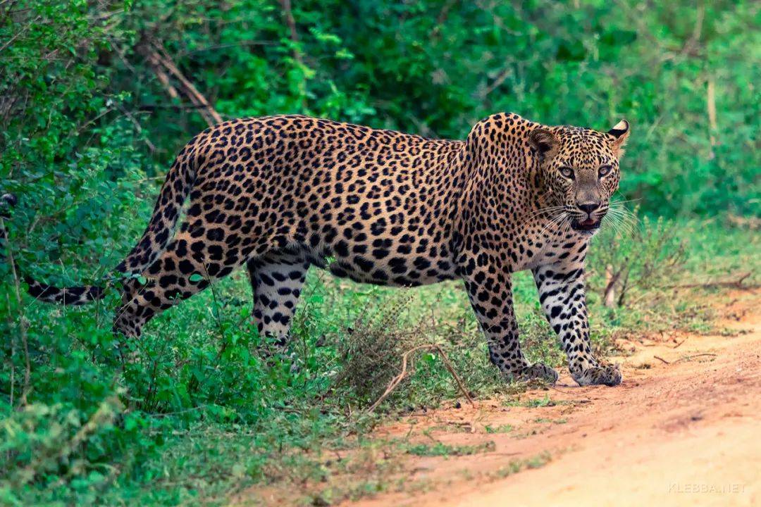 原创豹属物种数要从5个变成6个非洲豹和亚洲豹的基因差异超乎想象