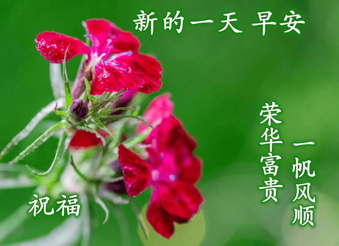 原创非常好看早晨早安问候语暖心的早上好问候祝福语图片