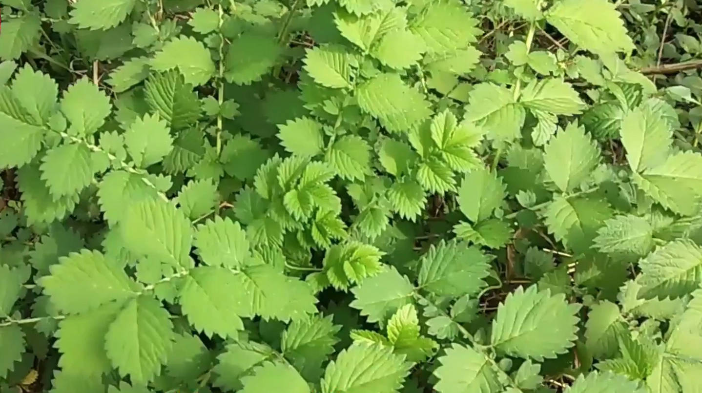 赤龙牙野菜图片图片