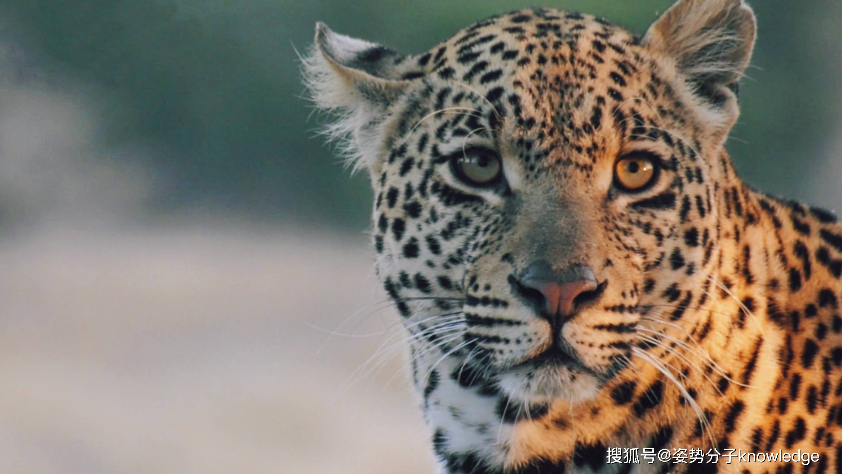 杭州三只金钱豹出逃,这个问题还真有用