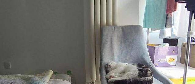 家小|小猫咪自己一个猫在家久了会孤独吗？