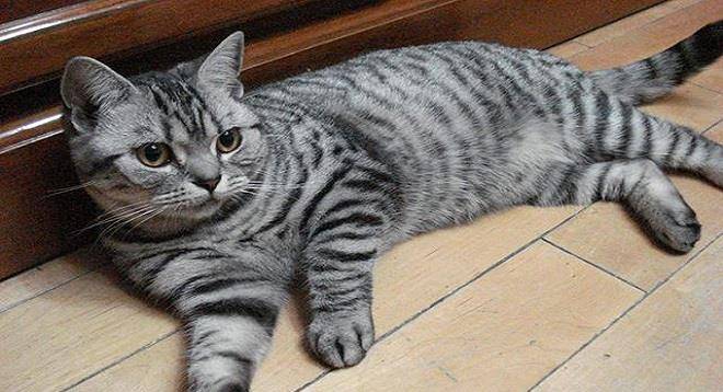 猫咪|适合新手的6种猫咪，拯救你的选择困难症