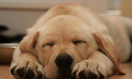 如何让狗狗快速安静 e1d83cb2fe9a488f92c0e52b5a0f264a.jpeg