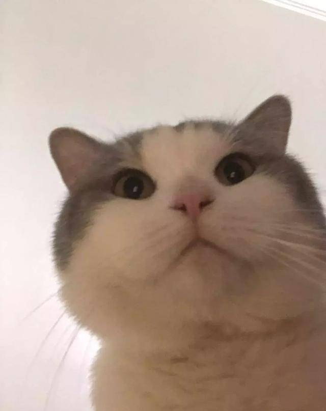 fd4992aeb3794ea9af943ee892e64e92.jpeg