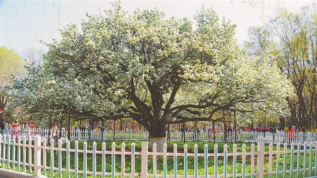 哈尔滨古梨园135岁的大梨树火出圈 一树梨花百年沧桑 见证冰城悲欢聚散 古树