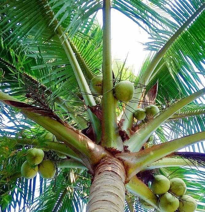 视频上出现的叶子和芭蕉树的叶子更为相似,如下图:大王椰子树和香蕉与