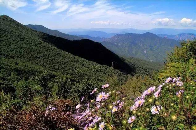 北京這個景區很適合,門票30元,可登山,賞花,觀雲海_百花山