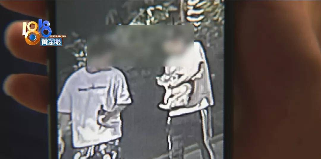 小区|猫自己开门从家里逃出去，有人捡到后又不见了