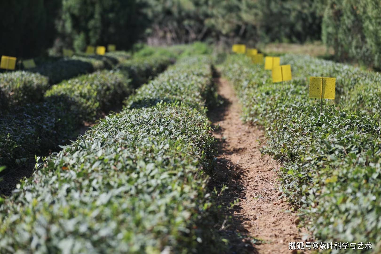 勿忘在莒——"南茶北引"茶文化融入莒文化