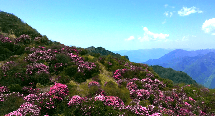 美爆了重庆巫溪红池坝10万亩杜鹃花海绚烂盛放千万别错过