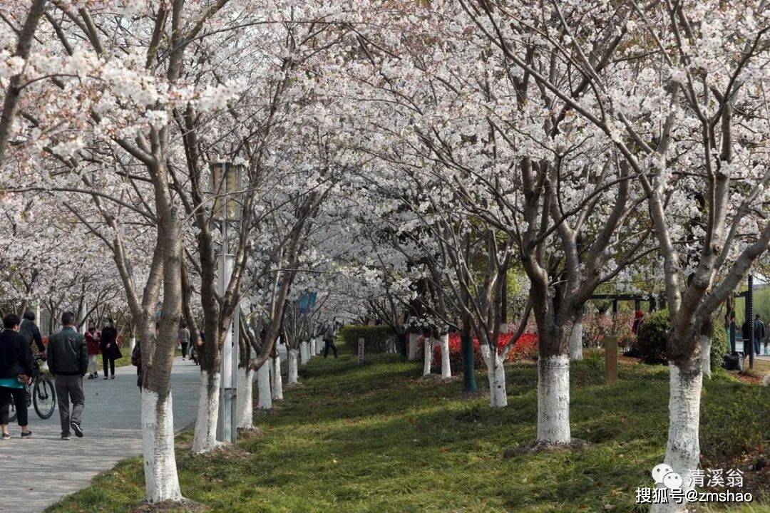 高东樱花图片