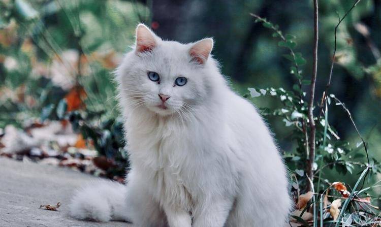 猫咪|这4种田园猫在国内四处流浪，到了国外却大受欢迎，有的售价上万
