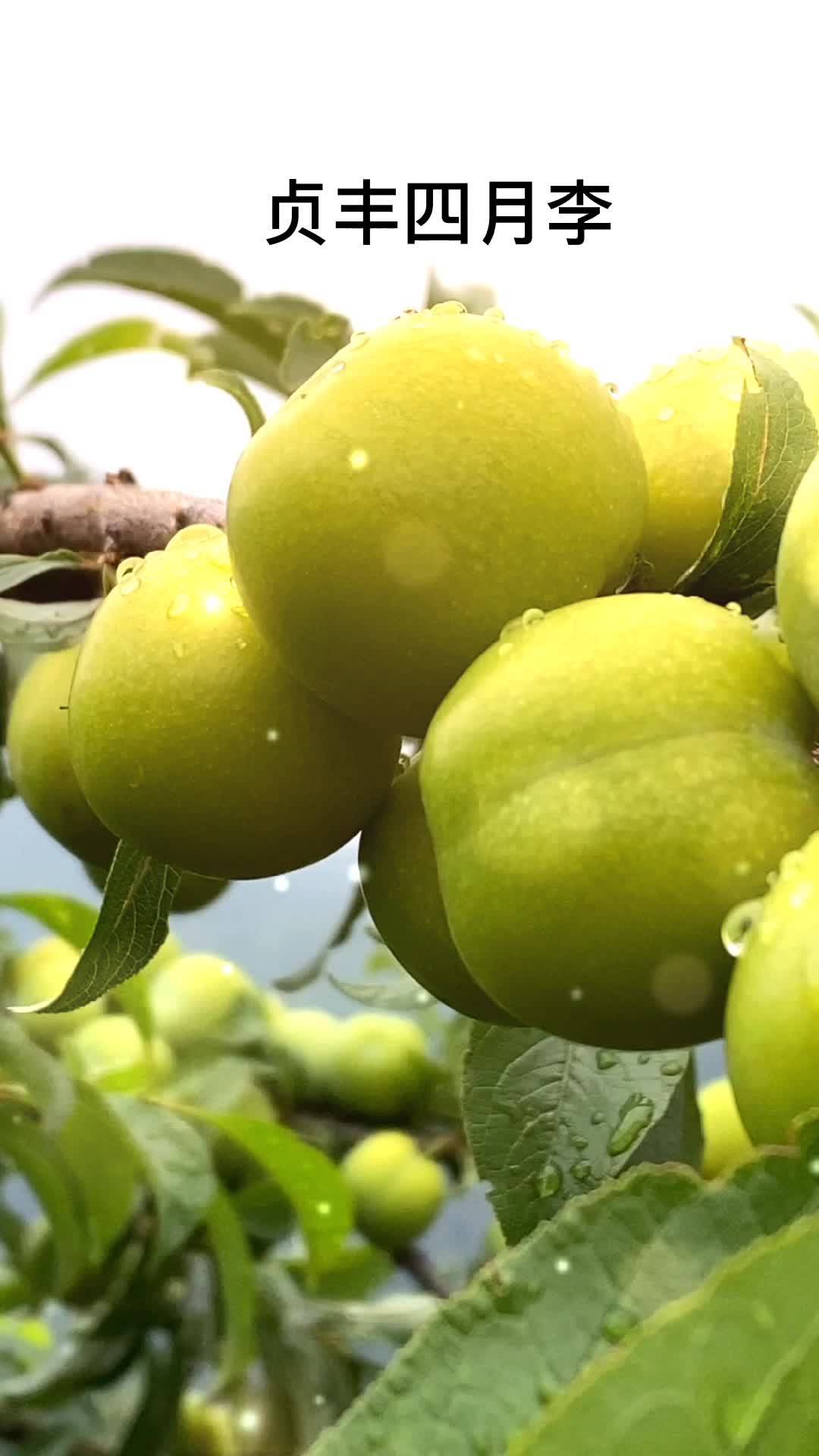 又大又黄的四月李有没有勾起你的食欲啊