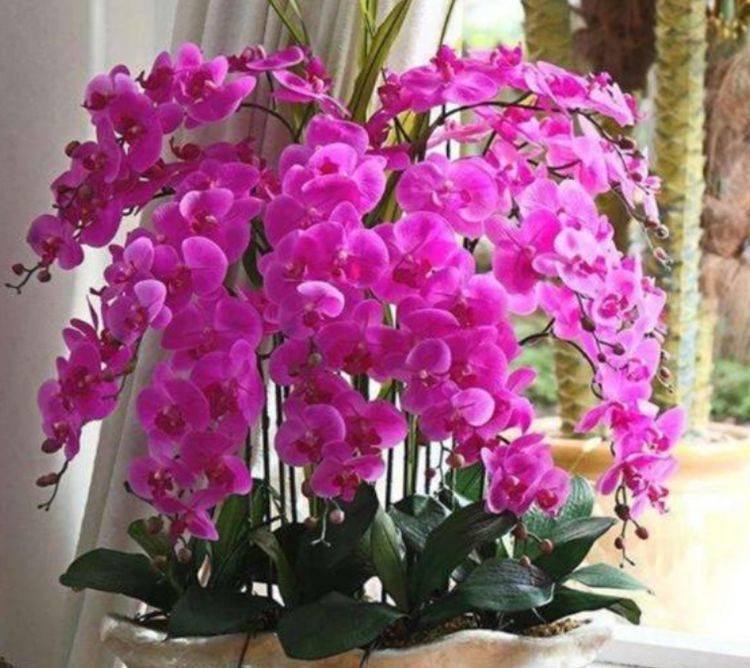 此款花卉便宜又好养 丢到阳台 花色艳丽 花开枝繁叶茂 马蹄莲