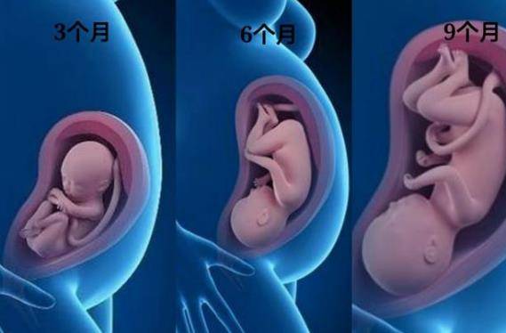 最近跟郎朗一起出席活动的时候,根本看不出来已经怀孕六个月了.