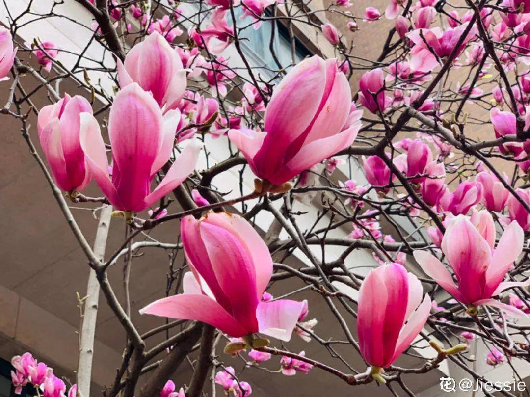 西府海棠,紫葉李,櫻花,紫荊,石榴,木芙蓉,水杉,懸鈴木,合歡樹,榆樹