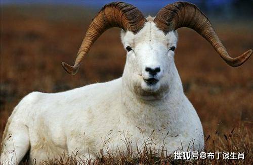 小身隐在三当家，四方下速回到来是什么生肖动物，权威解释说明