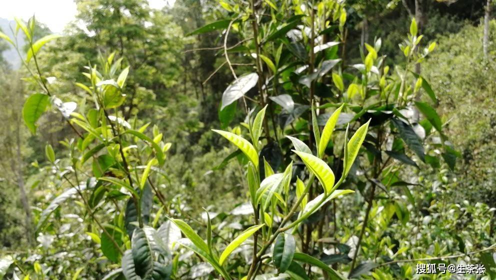 详谈:刮风寨普洱茶(生长环境,口感,后期转化)!