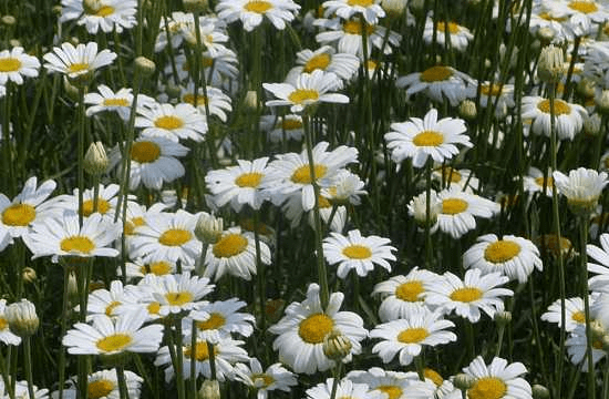 夏天哪些植物可以驅蚊?_除蟲菊