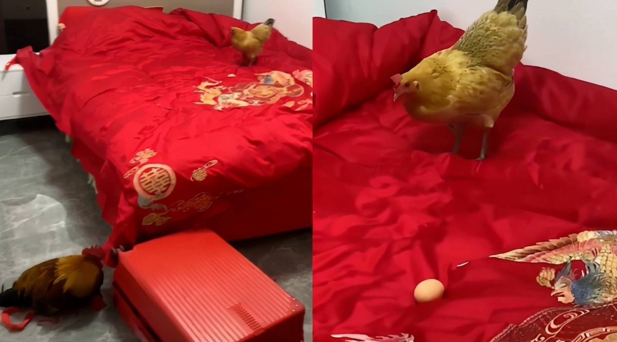 张女士介绍,当地结婚有让公鸡和母鸡住一晚婚房的习俗,结果第二天发现