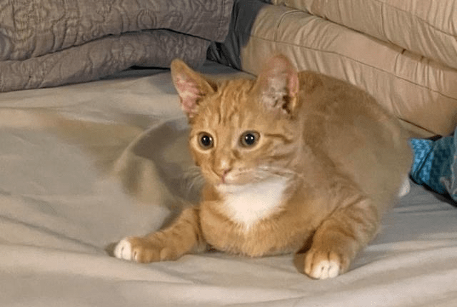 b3713d16a7024f81946a18877bffa816.png