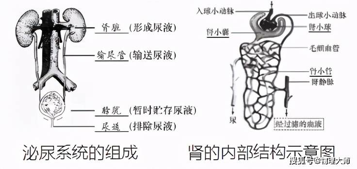 泌尿系统及肾脏的结构