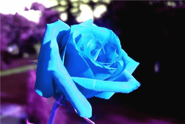 4大属相左青龙右白虎 年底财运爆仓 是全家人的福星贵人 生肖 4大属相左青龙右白虎 年底财运爆仓 是全家人的福星贵人 生肖