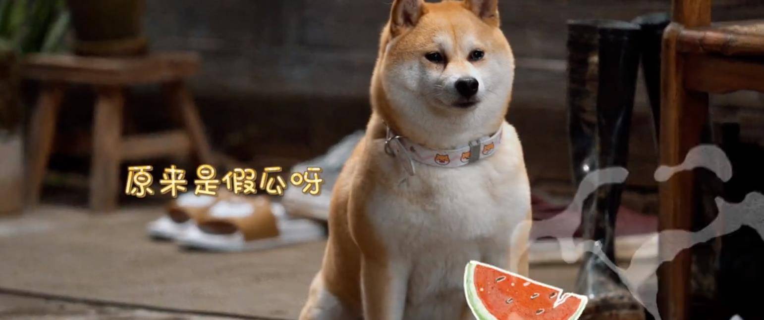 原创向往的生活张艺兴与杨紫又撞同款睡衣绯闻的瓜吃不停