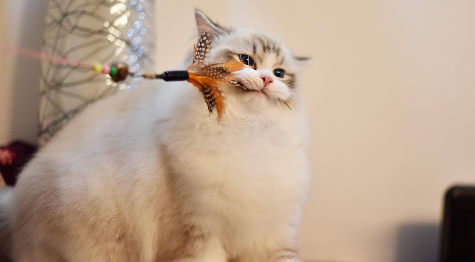8c56522f57f64e44b68b3efb4f84ce08.jpeg