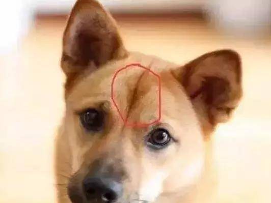皱眉头的狗 9aa7352ef819419da10bd1b9df235062.jpeg