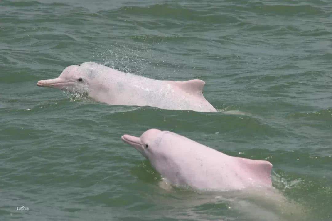 下午来到著名的中华白海豚之乡——钦州三娘湾