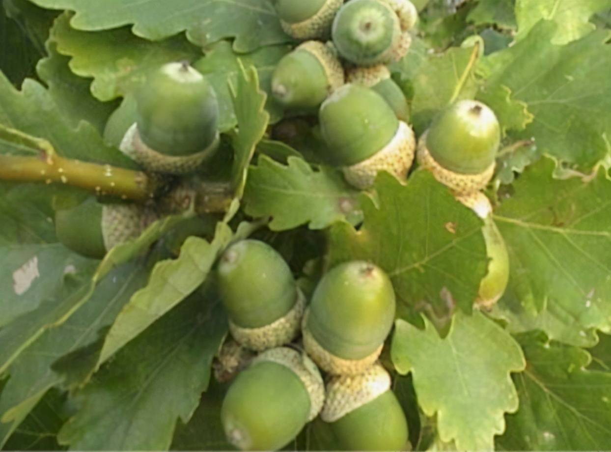 这种野果就是橡子,在一些地方也把它称作青冈子,因为它是青冈树的果实