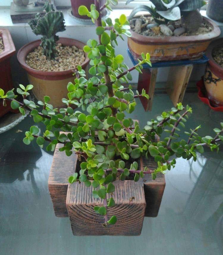 怎么养金枝玉叶才能养好 194262b668a14abda49859a29cfd2e50.jpeg