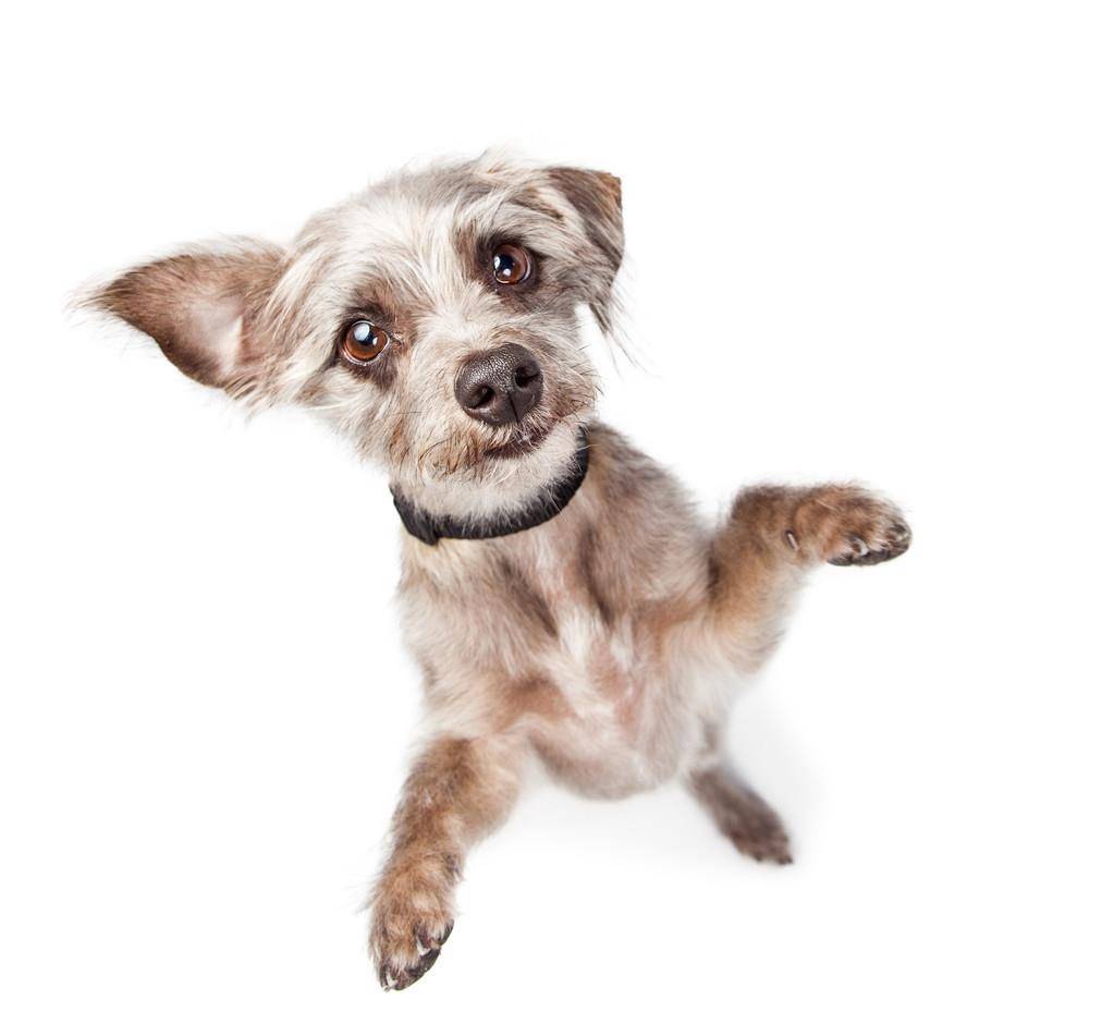 怎么描写小狗300字 29fb99dfdd0242d4a98566bce53d358a.jpeg