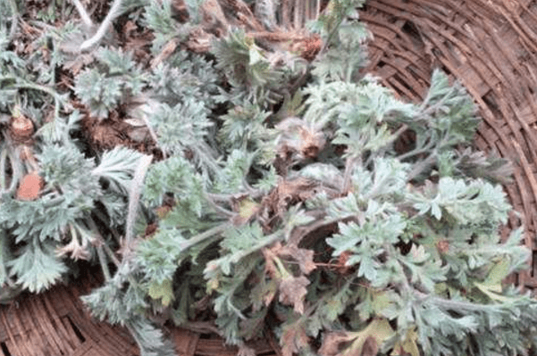 农村最常见的野菜,扔在路边没人采,对于老年人来说却是长寿菜!