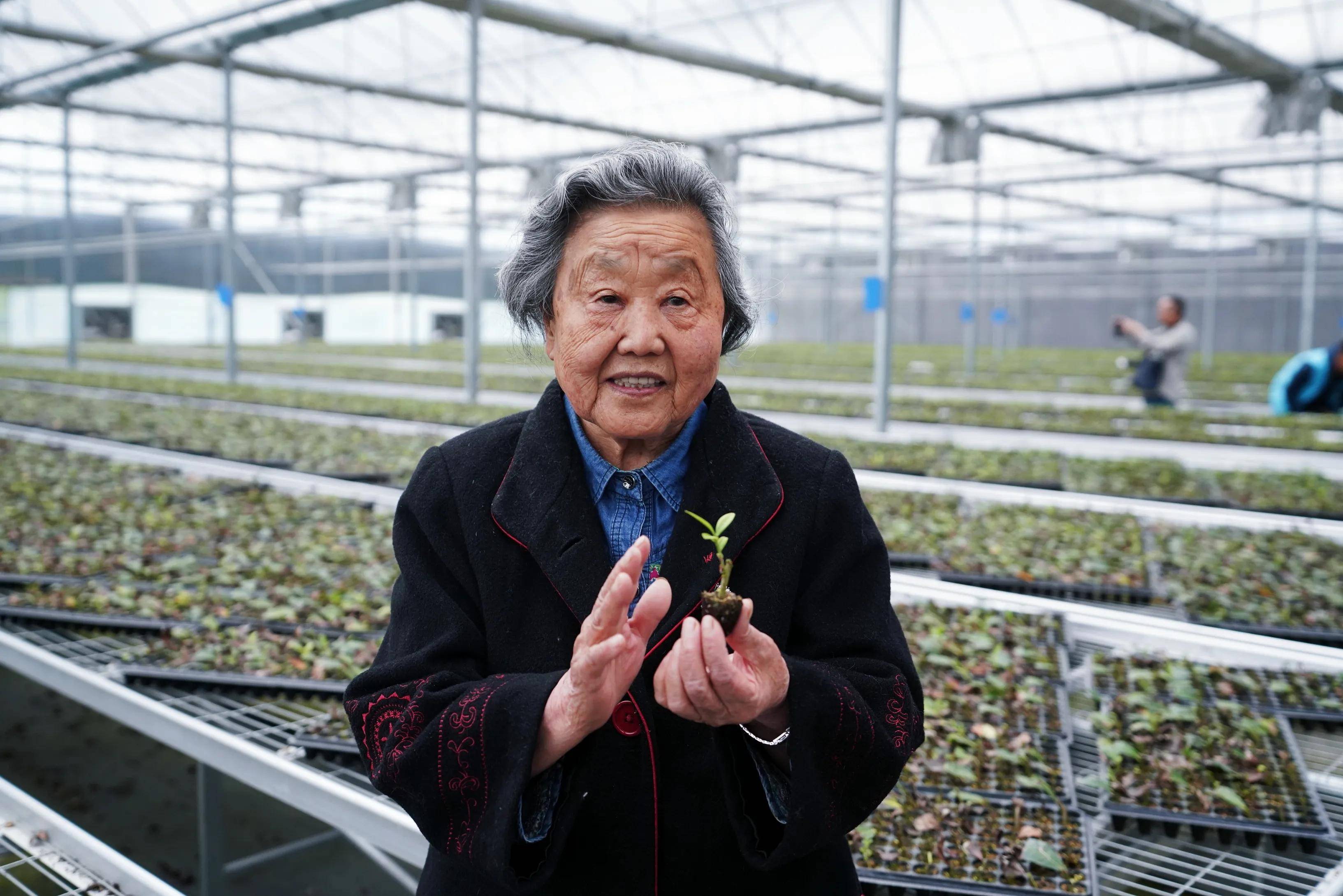 张淑珍扎根商南60年创造南茶被移大精神