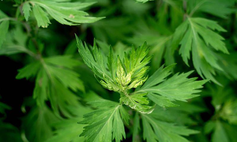 艾草跟什么一起煮泡澡好 a691789125fa4b8183be5cb2f814d0de.jpeg