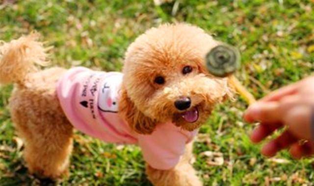 特别适合女生养的狗狗 5虽然过去了 但是还可以送女朋友一只 妹纸