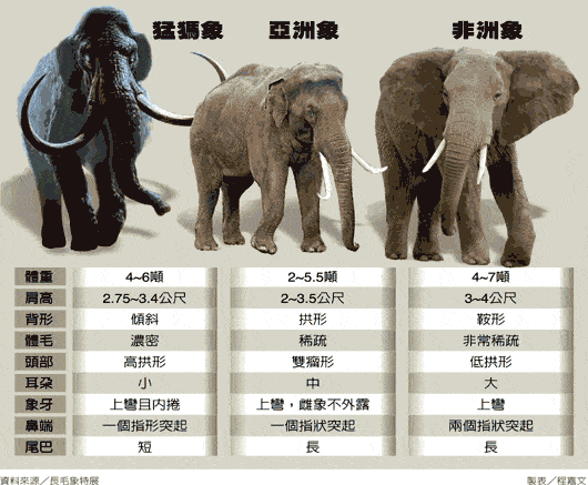 大象怎么区分公母图片图片