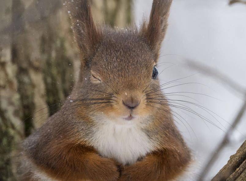 松鼠叫是什么意思 ec6a921ff8314ecfbb5472448f72b728.jpeg