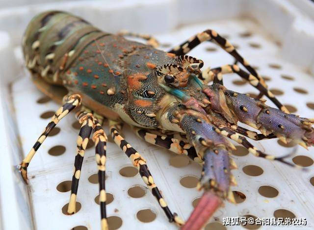 新疆女子花500元买龙虾加工前掰下两条腿上菜时被饭店调包